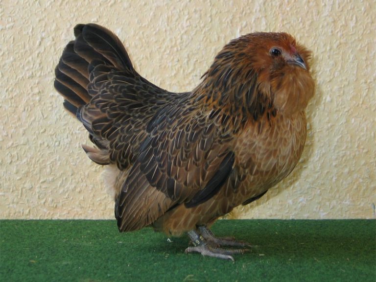 Bearded d'Anvers Chicken (Antwerp Belgian)