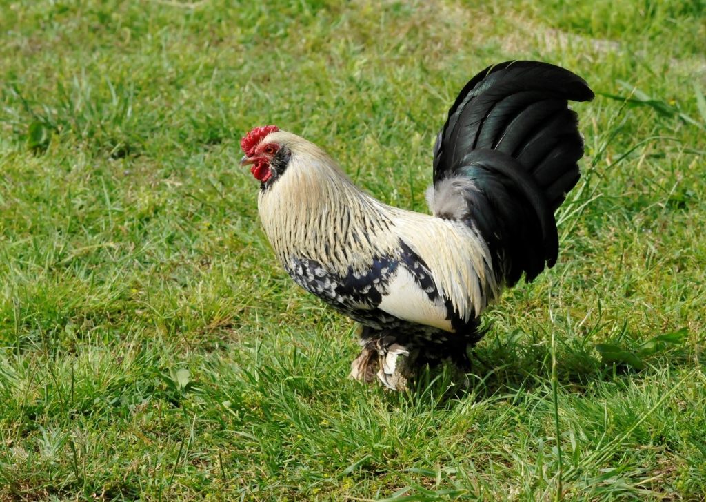 Brahma Chickens - Poultry Pages