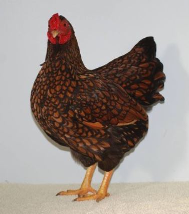 Wyandotte Chicken