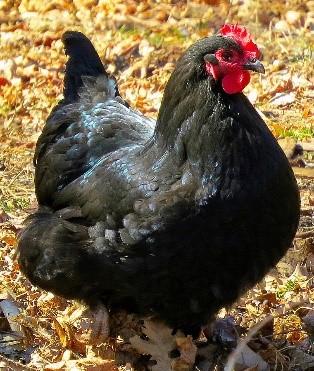 black giant chicken