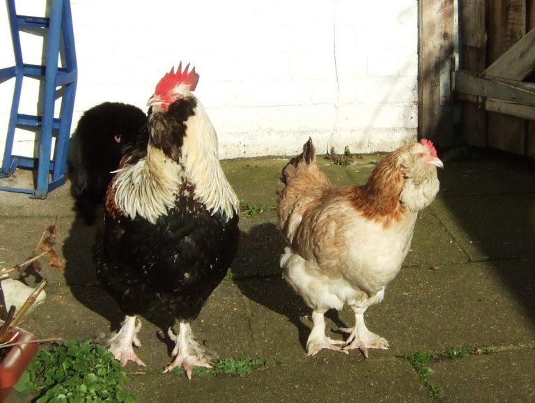 Faverolle Chickens