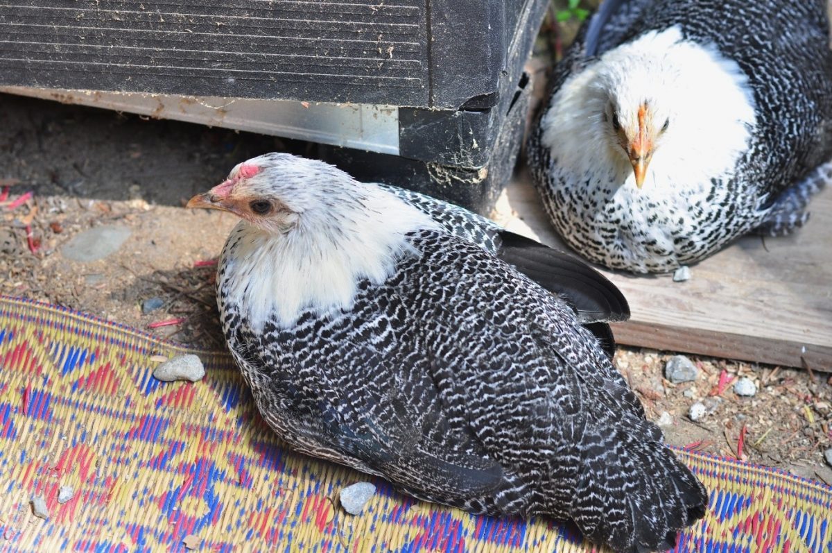 Fayoumi Chickens