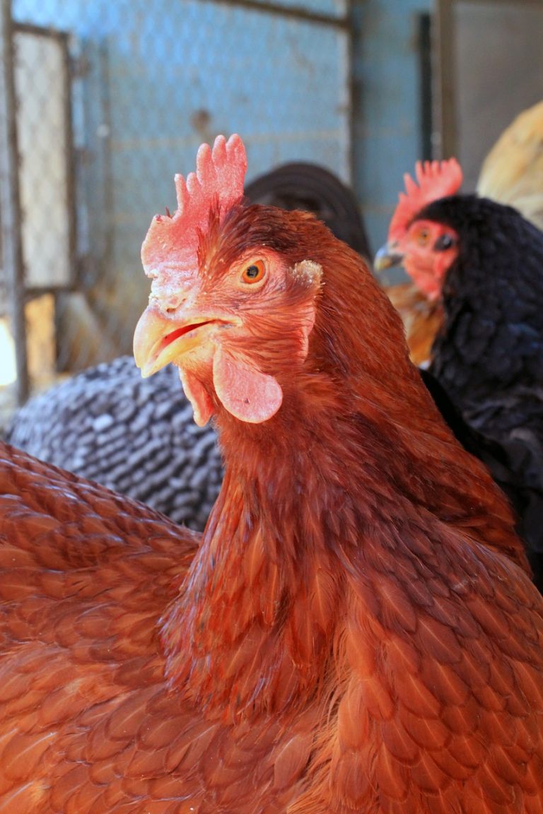 rhode-island-red-chickens-read-before-buying