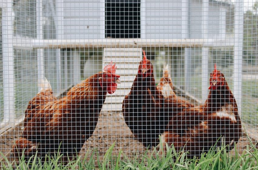 what-are-the-most-common-problems-chickens-suffer-from