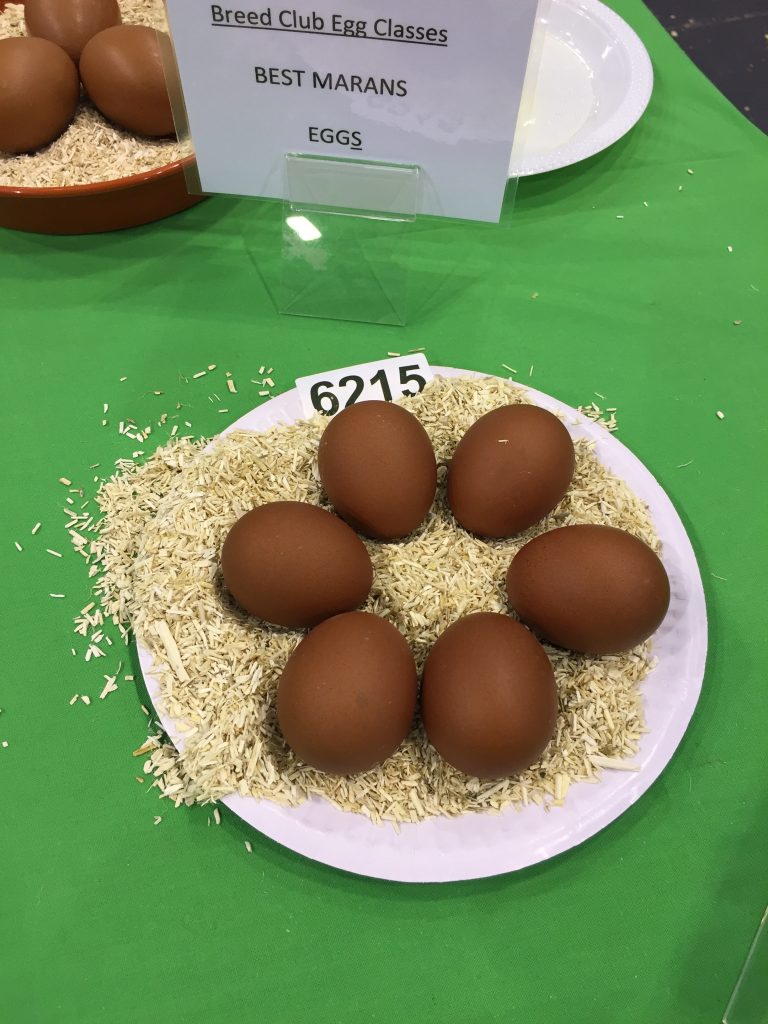 Cuckoo Maran Chickens Eggs