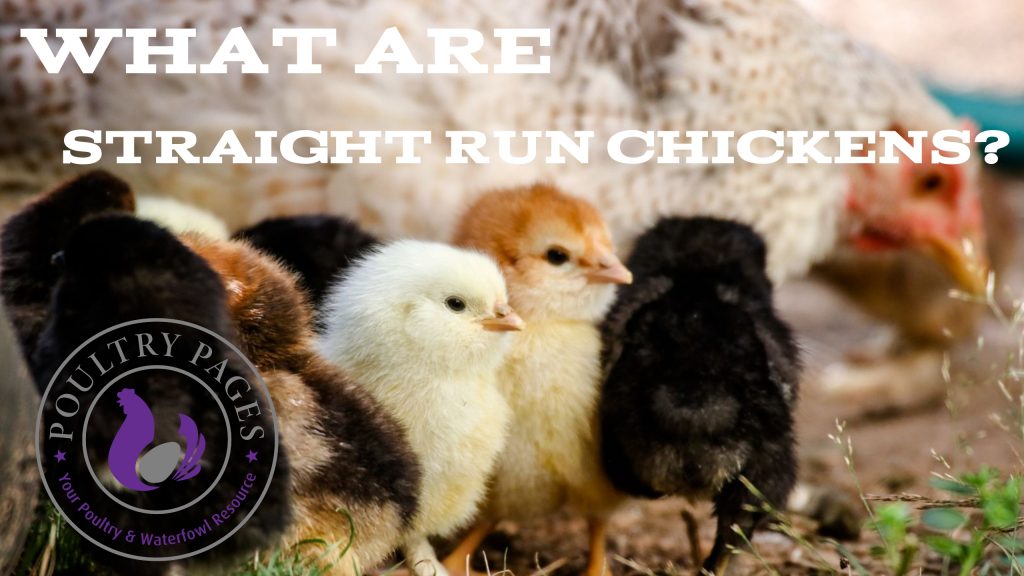 Straight Run Chickens Explained In FULL With Examples