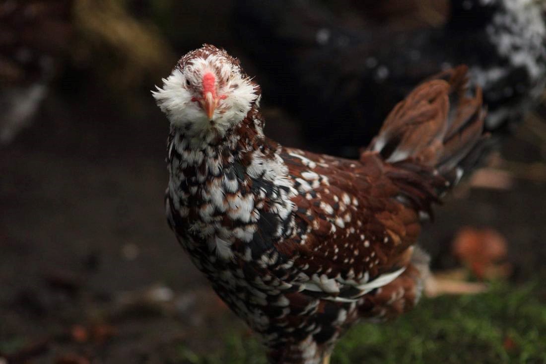 Orloff Chickens - The Complete Guide to Russian Orloffs