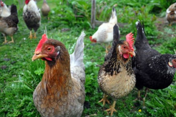 Icelandic Chickens [Complete Breed Profile]