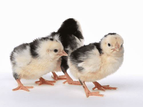 The Ancona Chicken Breed. Hens, Roosters, Chicks & Eggs